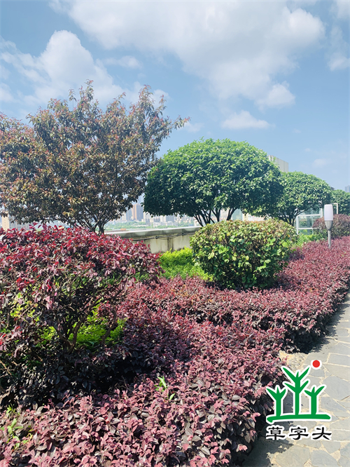 湖南草字頭生態(tài)環(huán)境建設有限公司,人造草坪假草皮,湖南雨水收集處理工藝